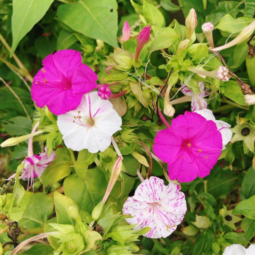 オシロイバナ　ミックス色　苗4株塊根　おしろい花　白粉花　夕化粧　白粉花　花の苗