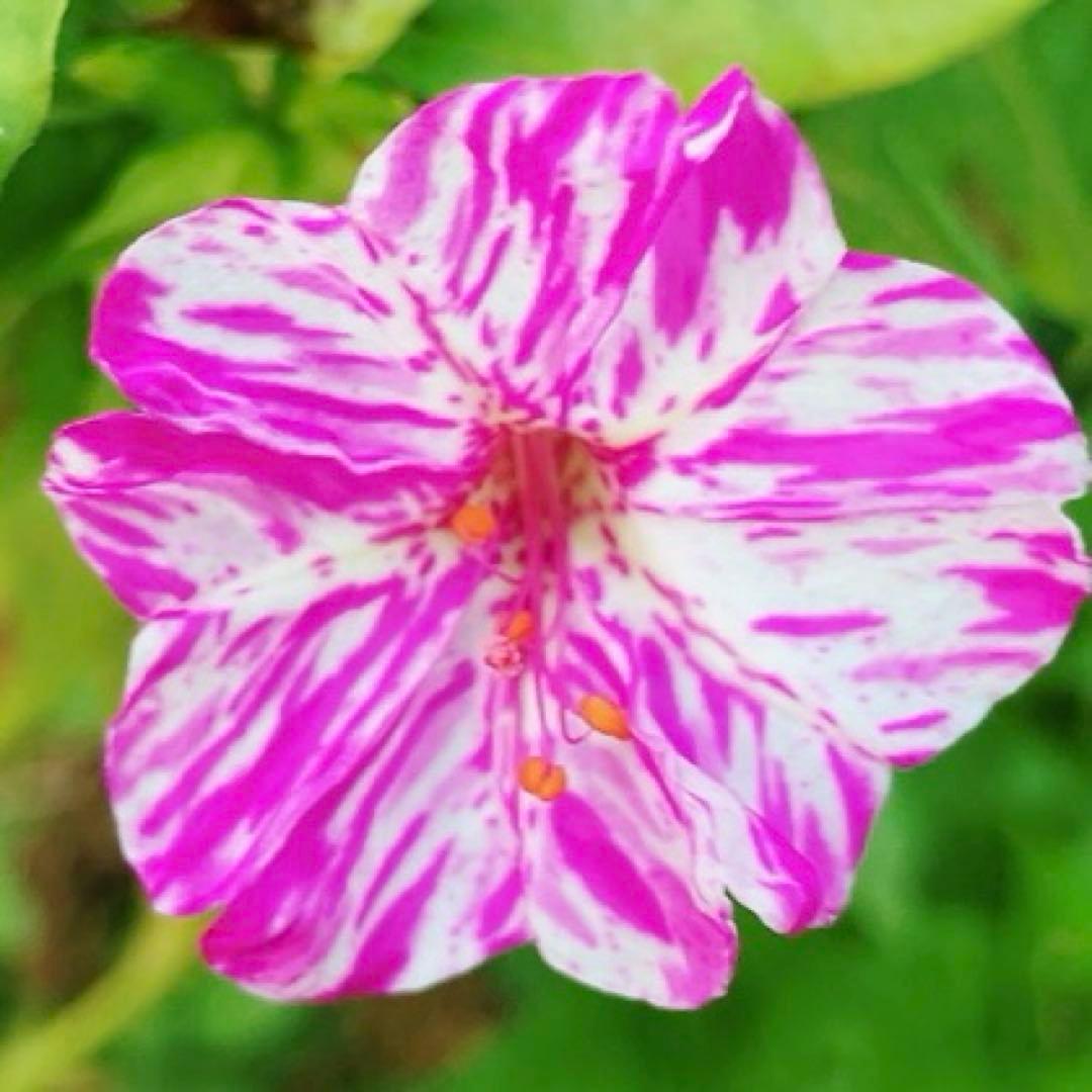 オシロイバナ　ミックス色　苗4株塊根　おしろい花　白粉花　夕化粧　白粉花　花の苗