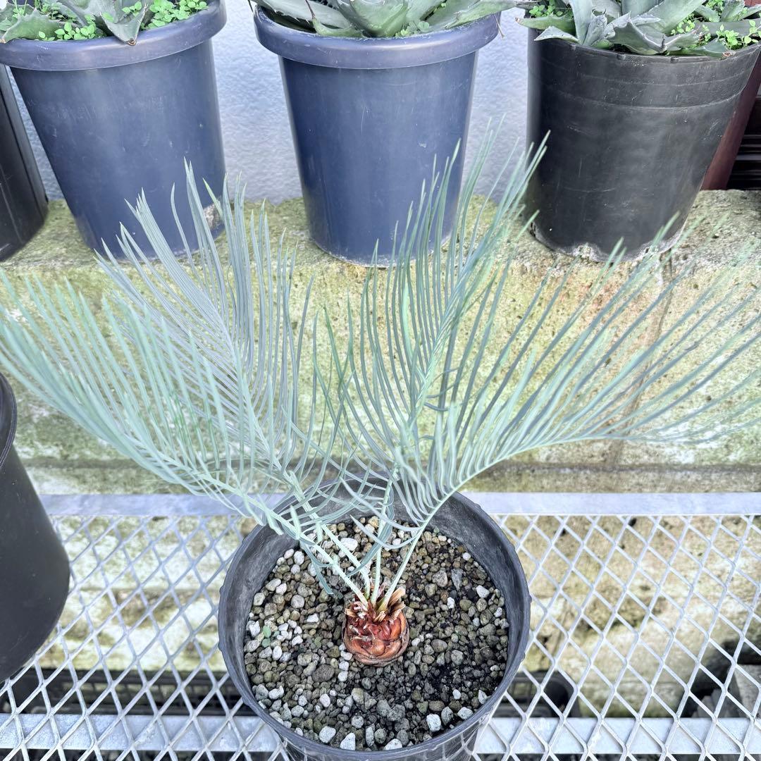 サイズM 希少 赤肌 サイカス カイルンシアナ 観葉植物