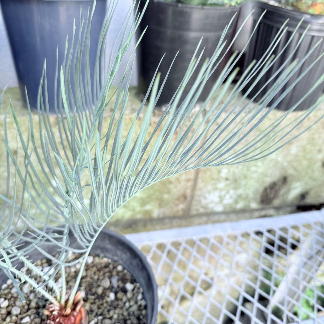 サイズM 希少 赤肌 サイカス カイルンシアナ 観葉植物