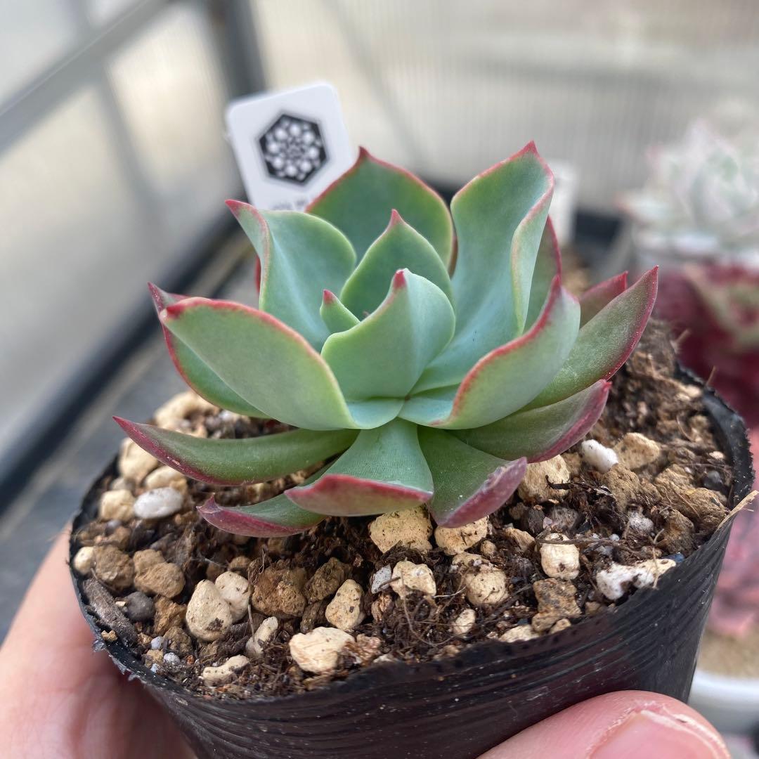 多肉植物　エケベリア　青典牡丹　オーズさん苗　札付き