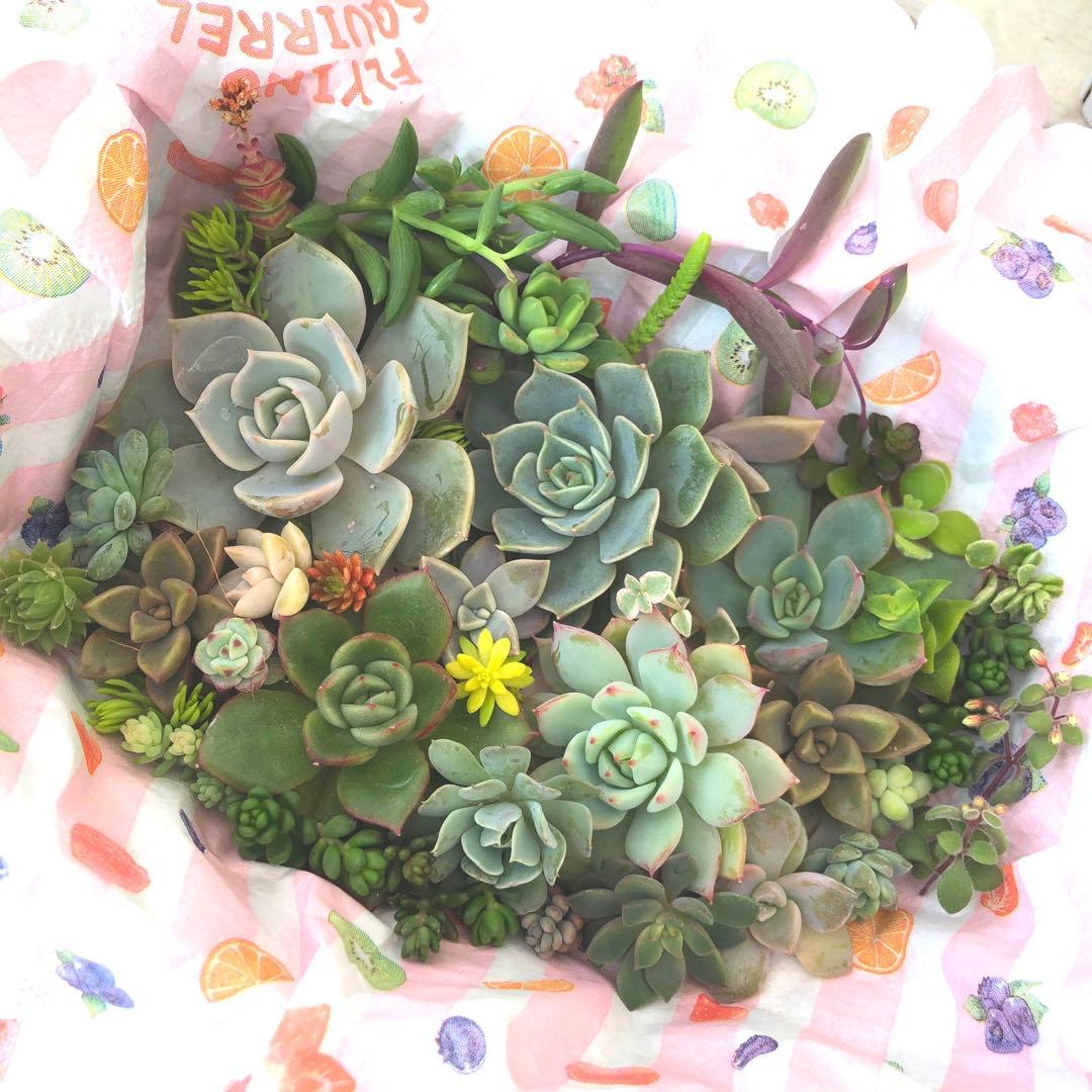 多肉植物カット苗　a