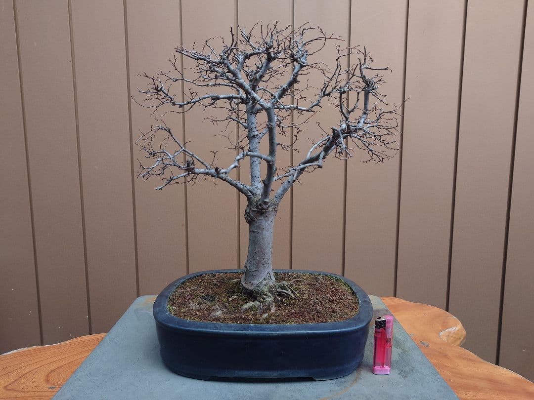 盆栽　欅　樹高36cm