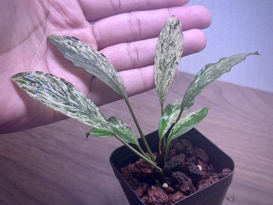 ブセファランドラ　斑入り株　Pipto Variegata