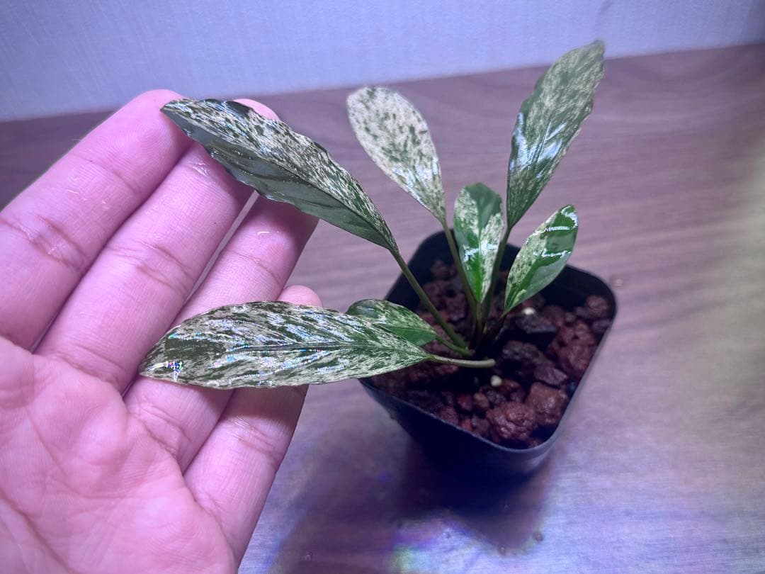 ブセファランドラ　斑入り株　Pipto Variegata