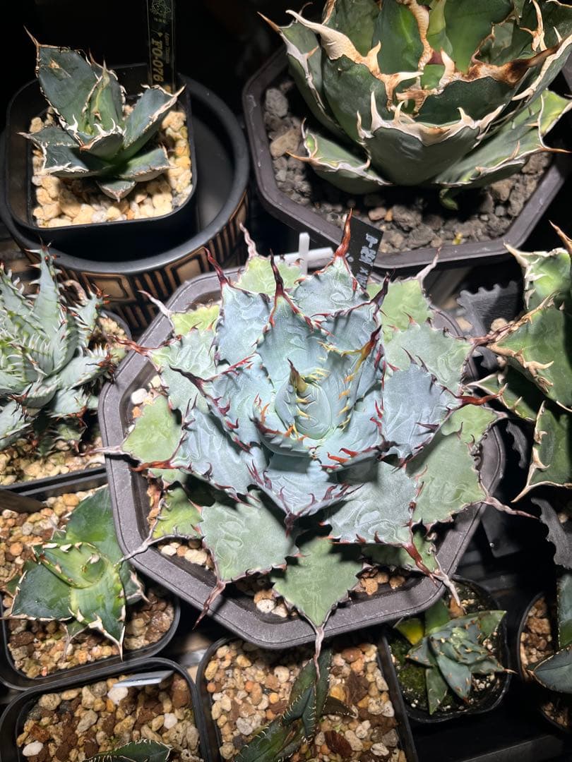 アガベ　ハイブリッド　甲蟹×屈原の舞扇　子株