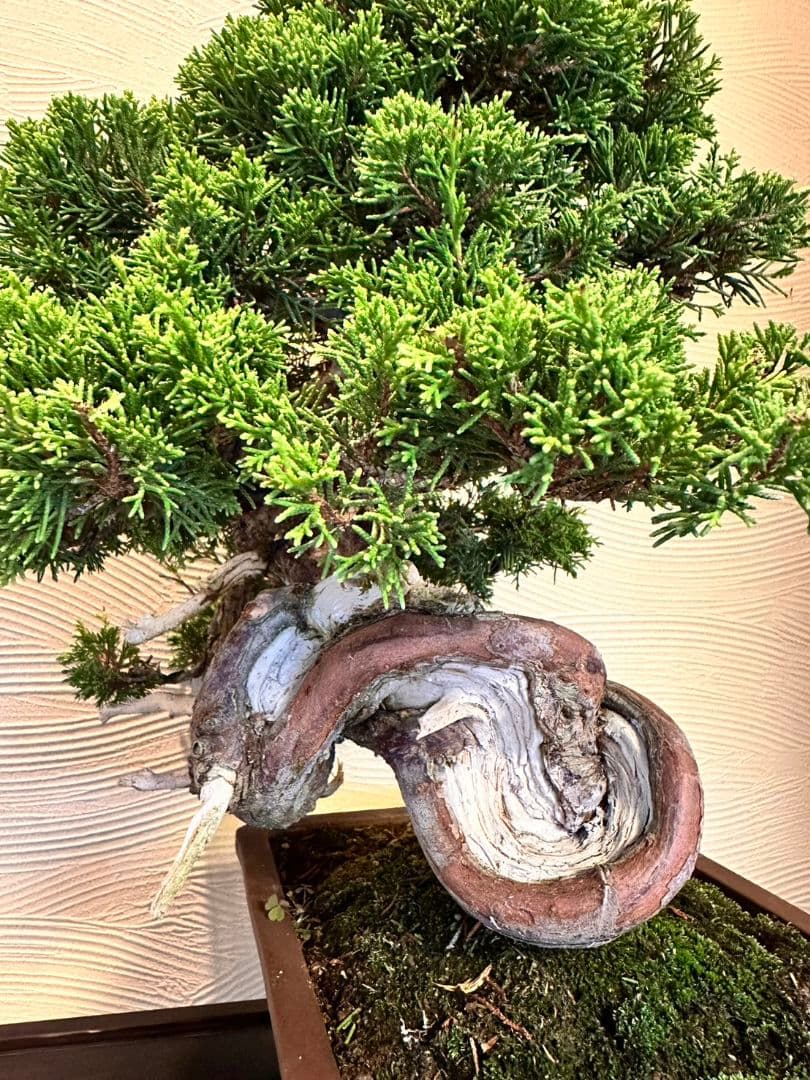 盆栽　真柏　盆栽鉢　植物