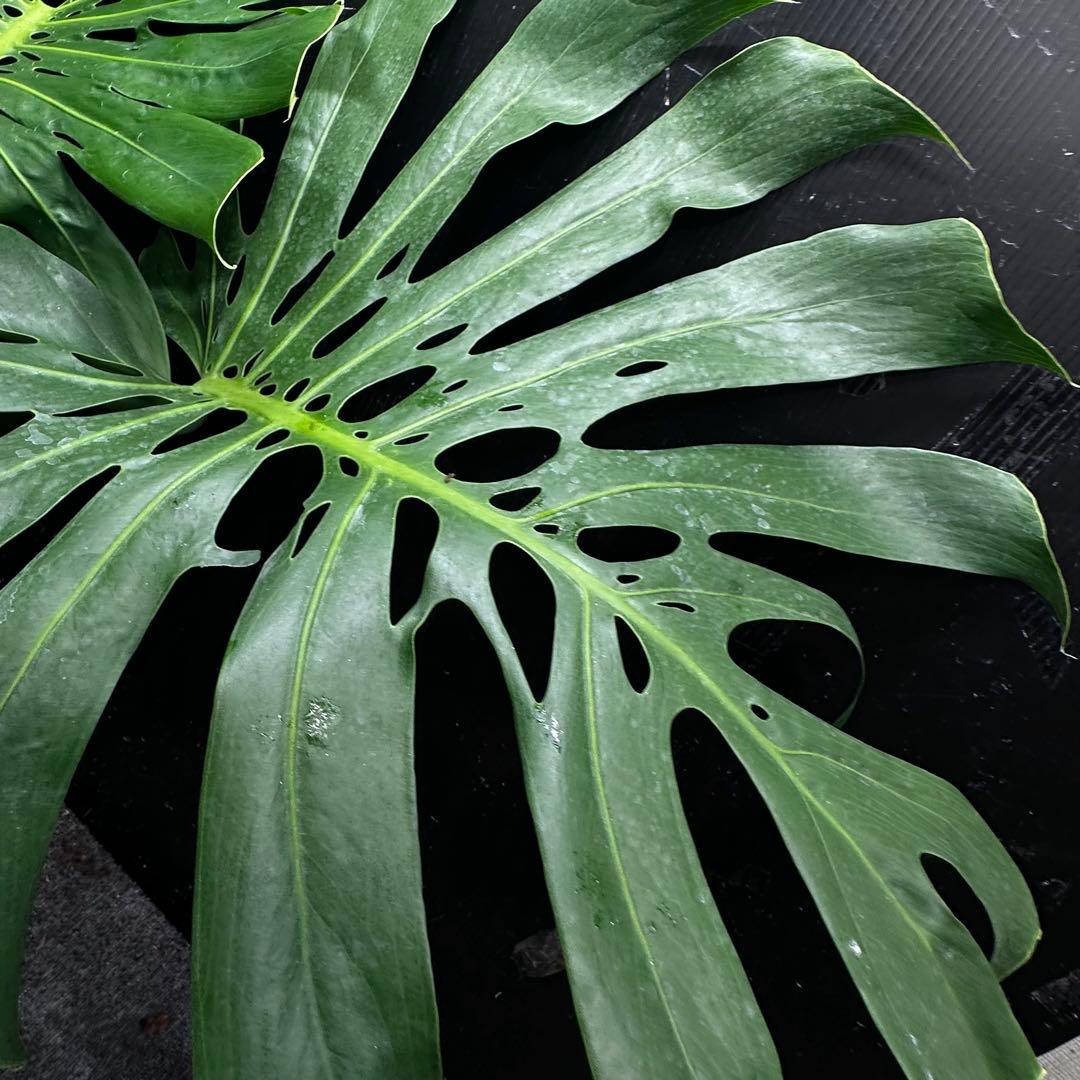 モンステラデリシオーサマクロコズム大型葉希少系統鉢植え高さ79㎝超大株