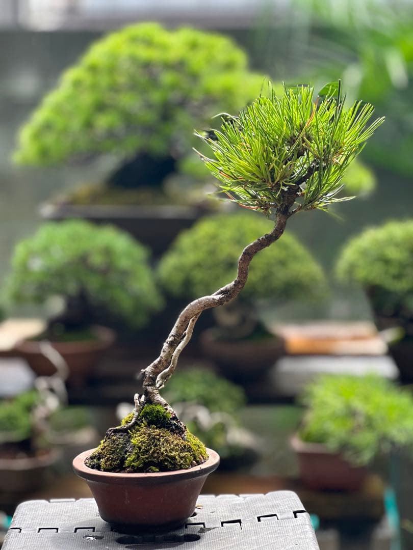 黒松　盆栽30cm