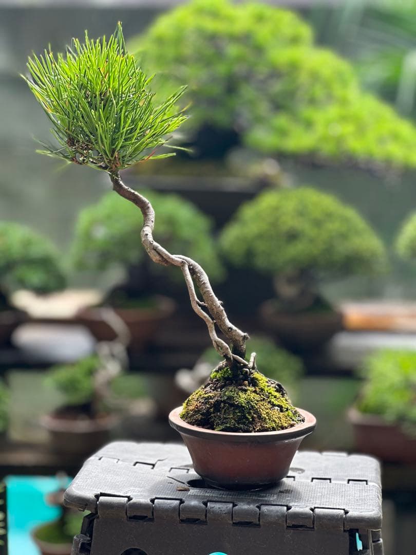 黒松　盆栽30cm