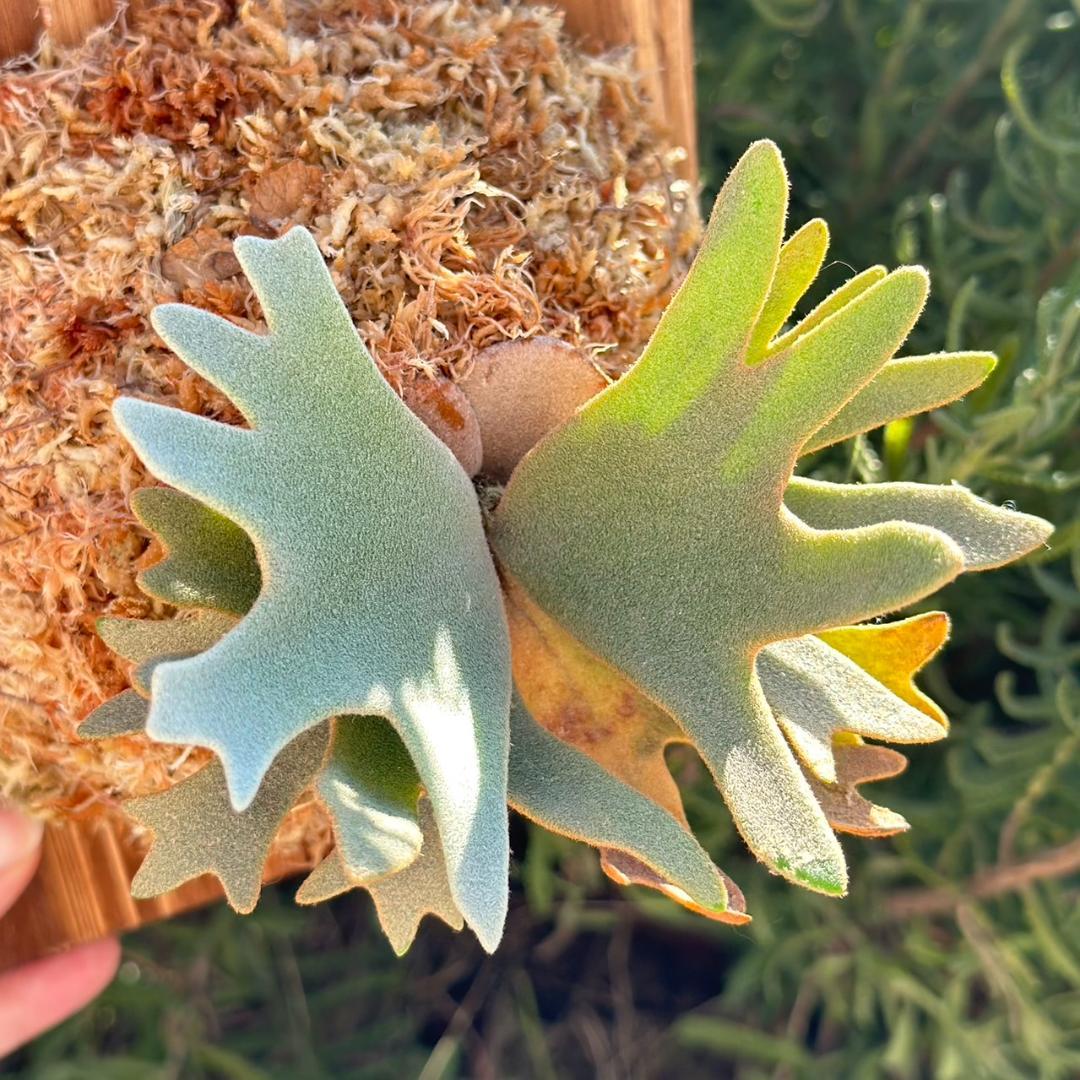 P.willinckii ’Nano’ spore 002