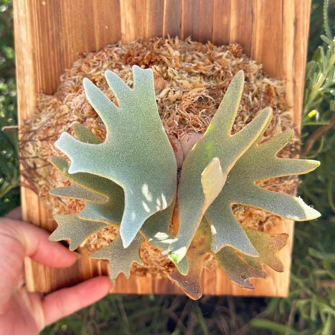 P.willinckii ’Nano’ spore 002