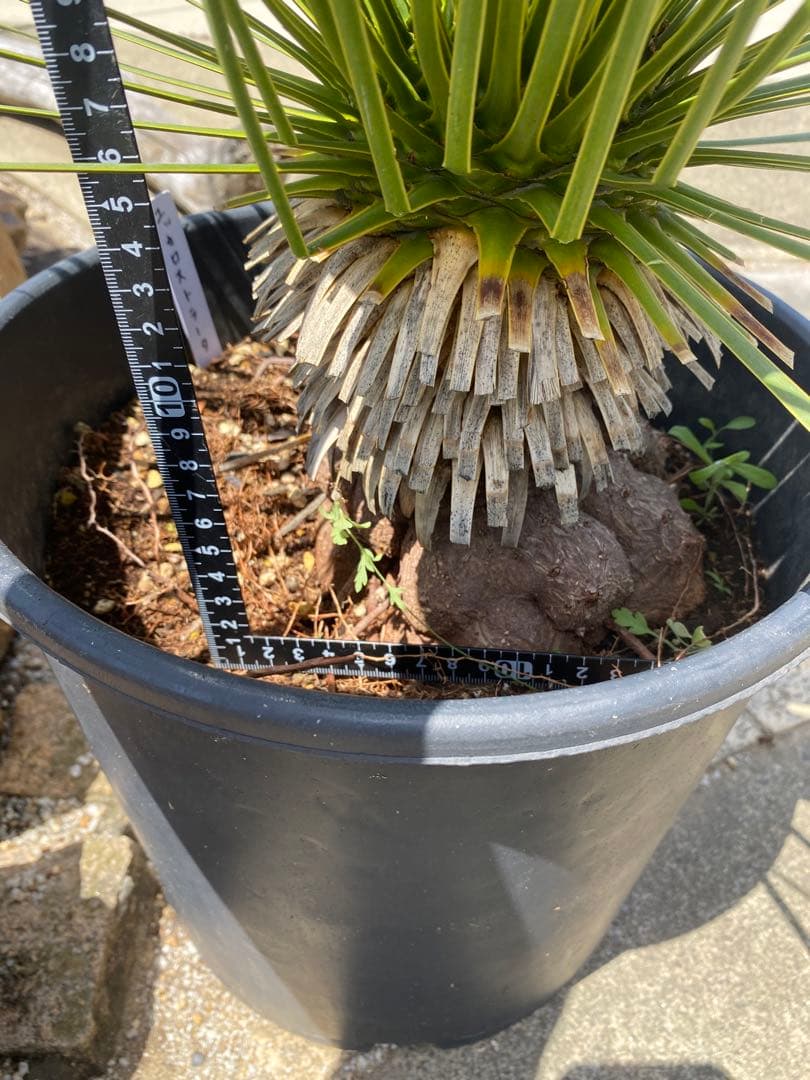 ユッカ　ロストラータ　鉢つき