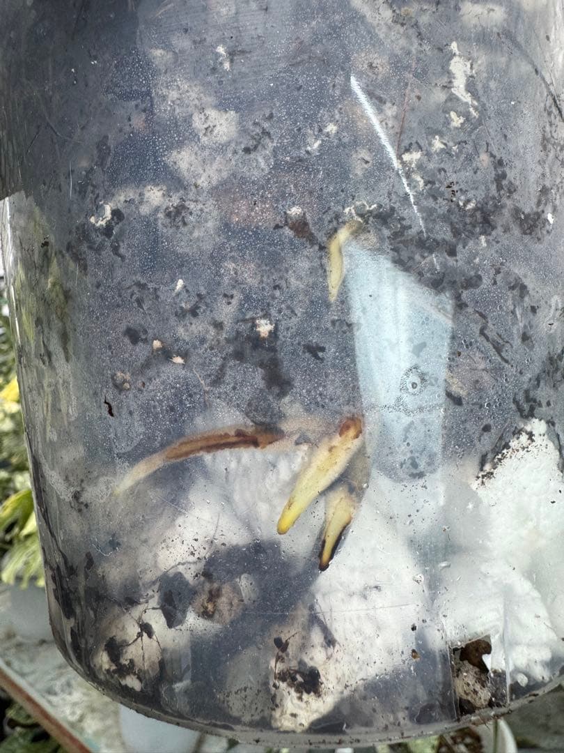 X1モンステラ　クリームブリュレ　成長点カット苗