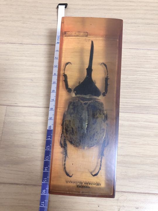 ⭐︎値下げ⭐︎ヘラクレスオオカブト 標本 樹脂 琥珀