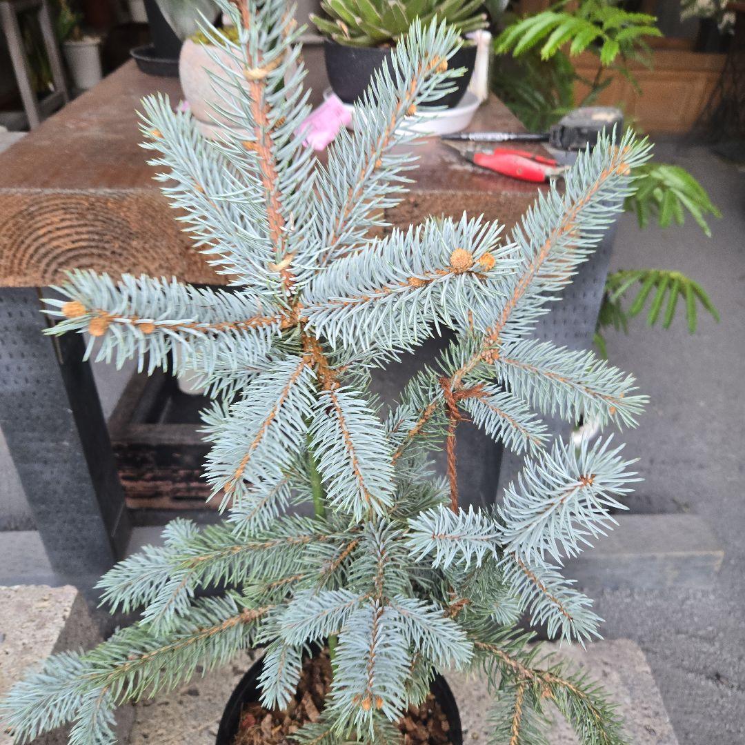 ④　ブンゲンス　トウヒ　ホプシー8号　最高等級極上品‼️