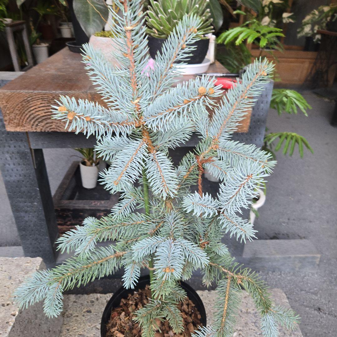 ④　ブンゲンス　トウヒ　ホプシー8号　最高等級極上品‼️