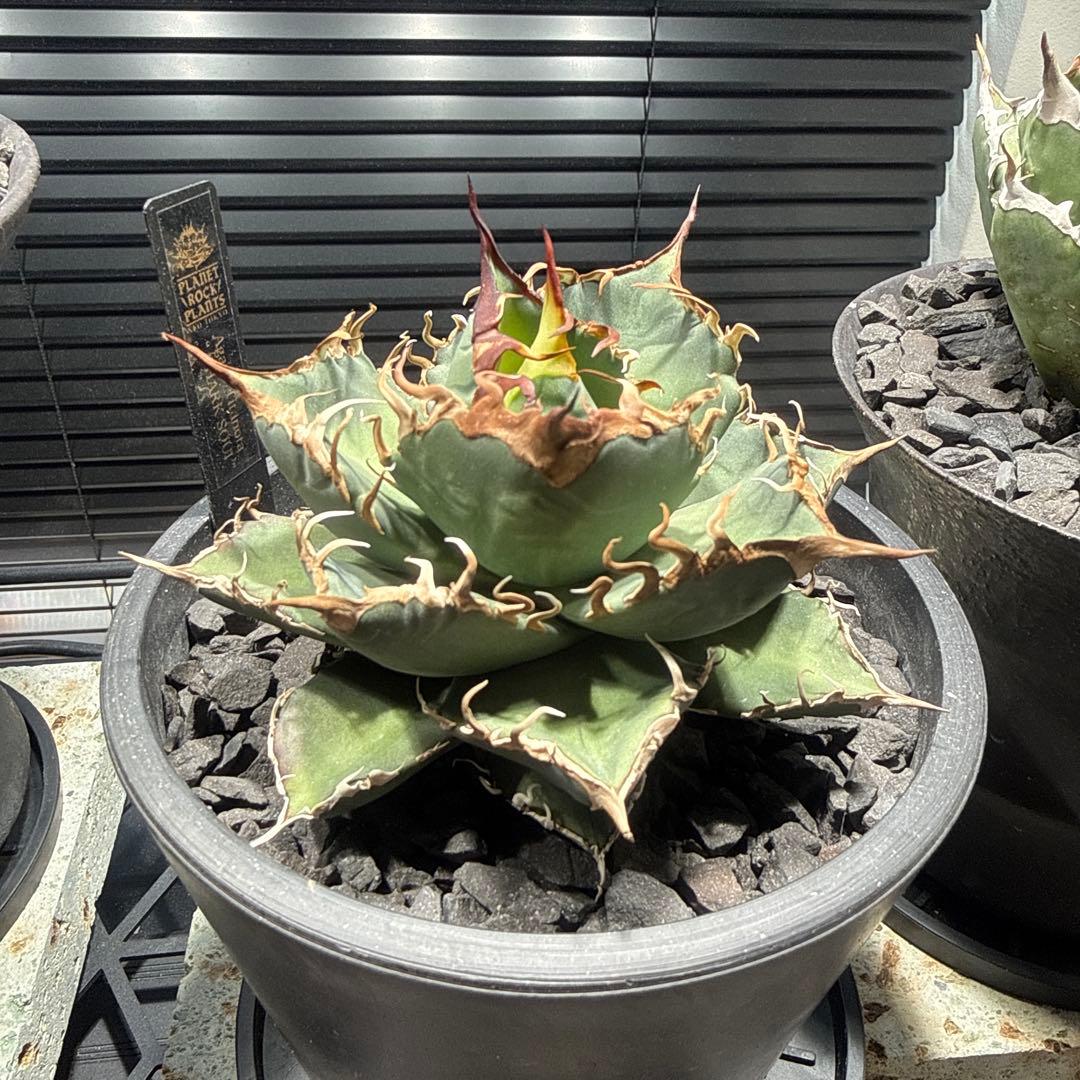 アガベ　シャークソウイ　shark soui 親株