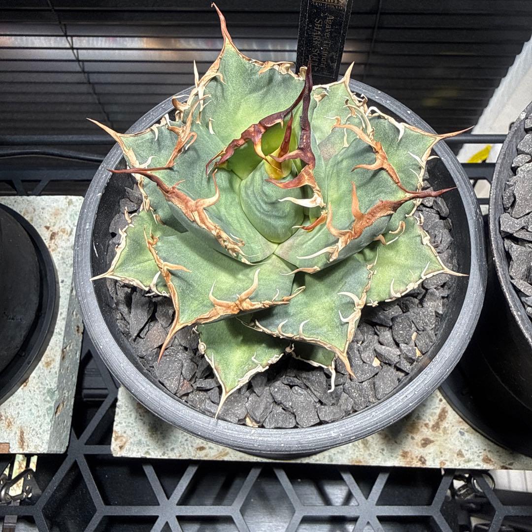 アガベ　シャークソウイ　shark soui 親株