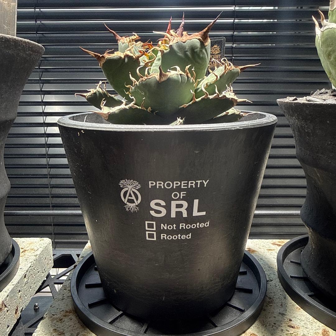 アガベ　シャークソウイ　shark soui 親株