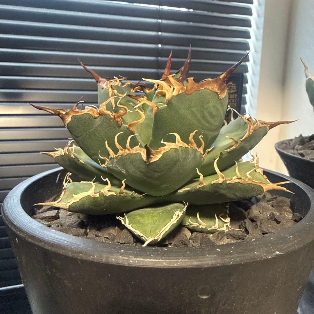 アガベ　シャークソウイ　shark soui 親株