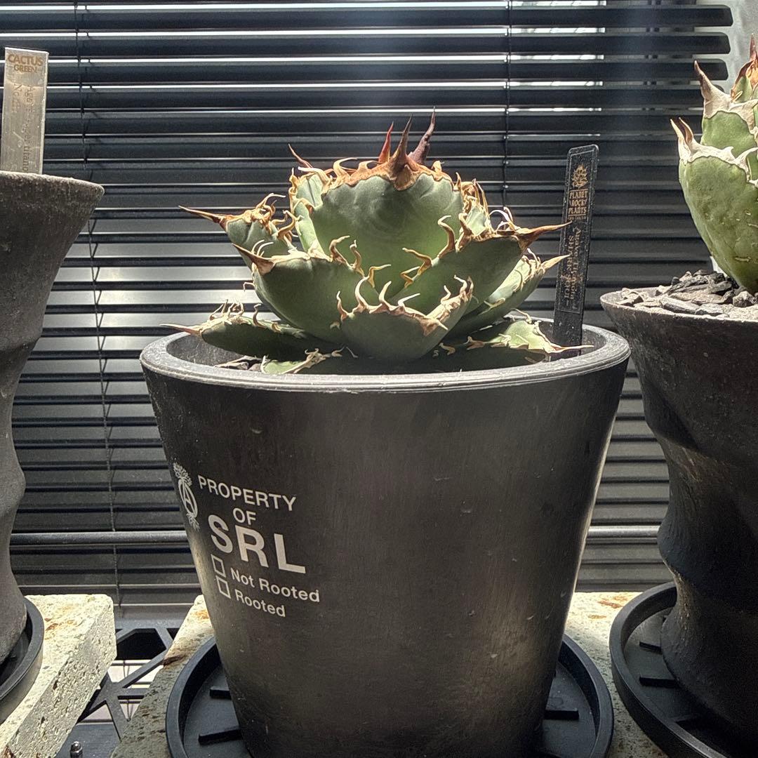 アガベ　シャークソウイ　shark soui 親株