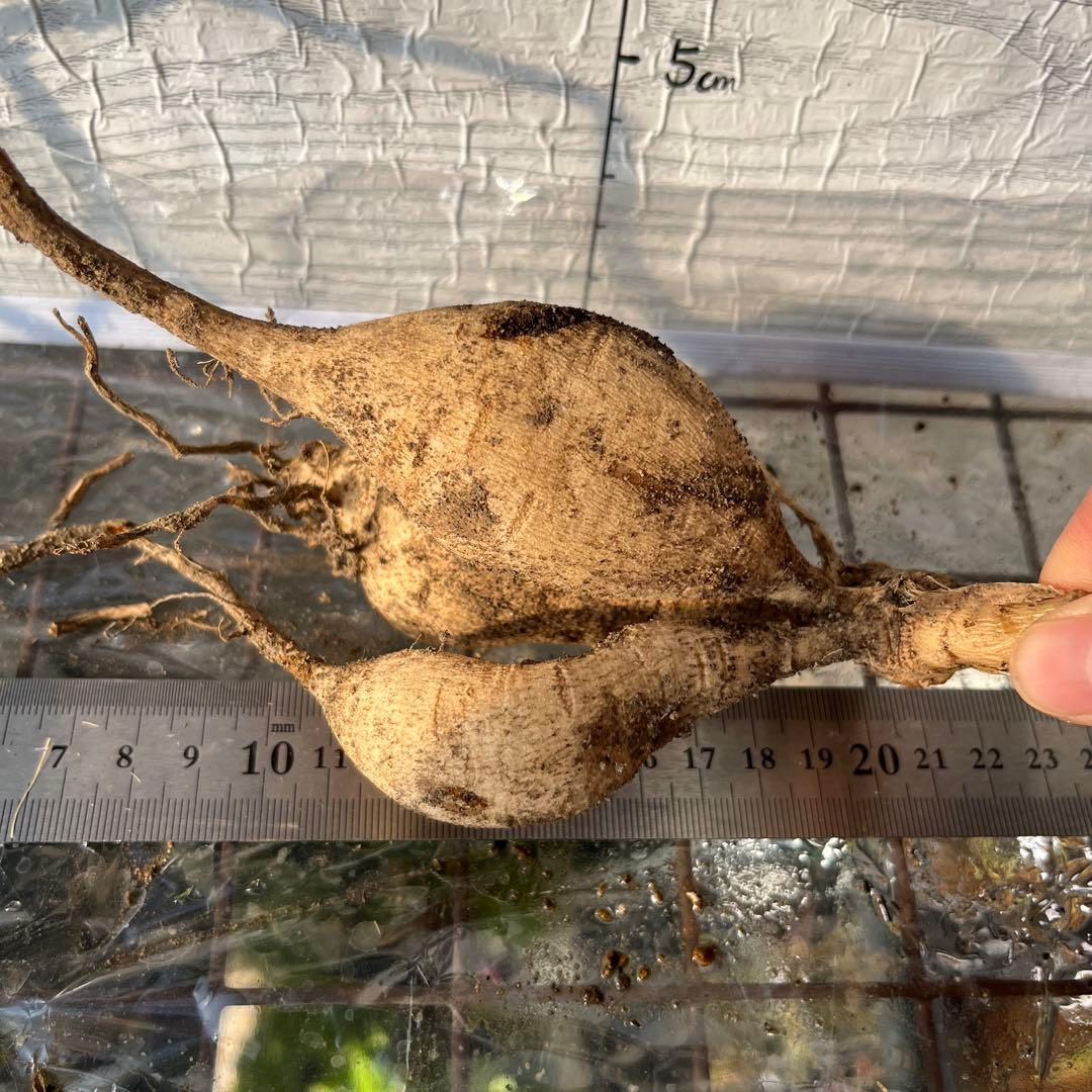 ダリア　球根(3)超レア　カフェ・○・レ