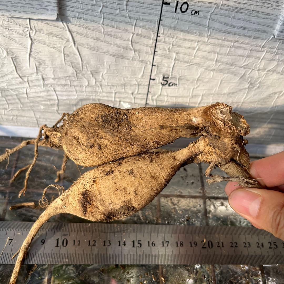 ダリア　球根(3)超レア　カフェ・○・レ