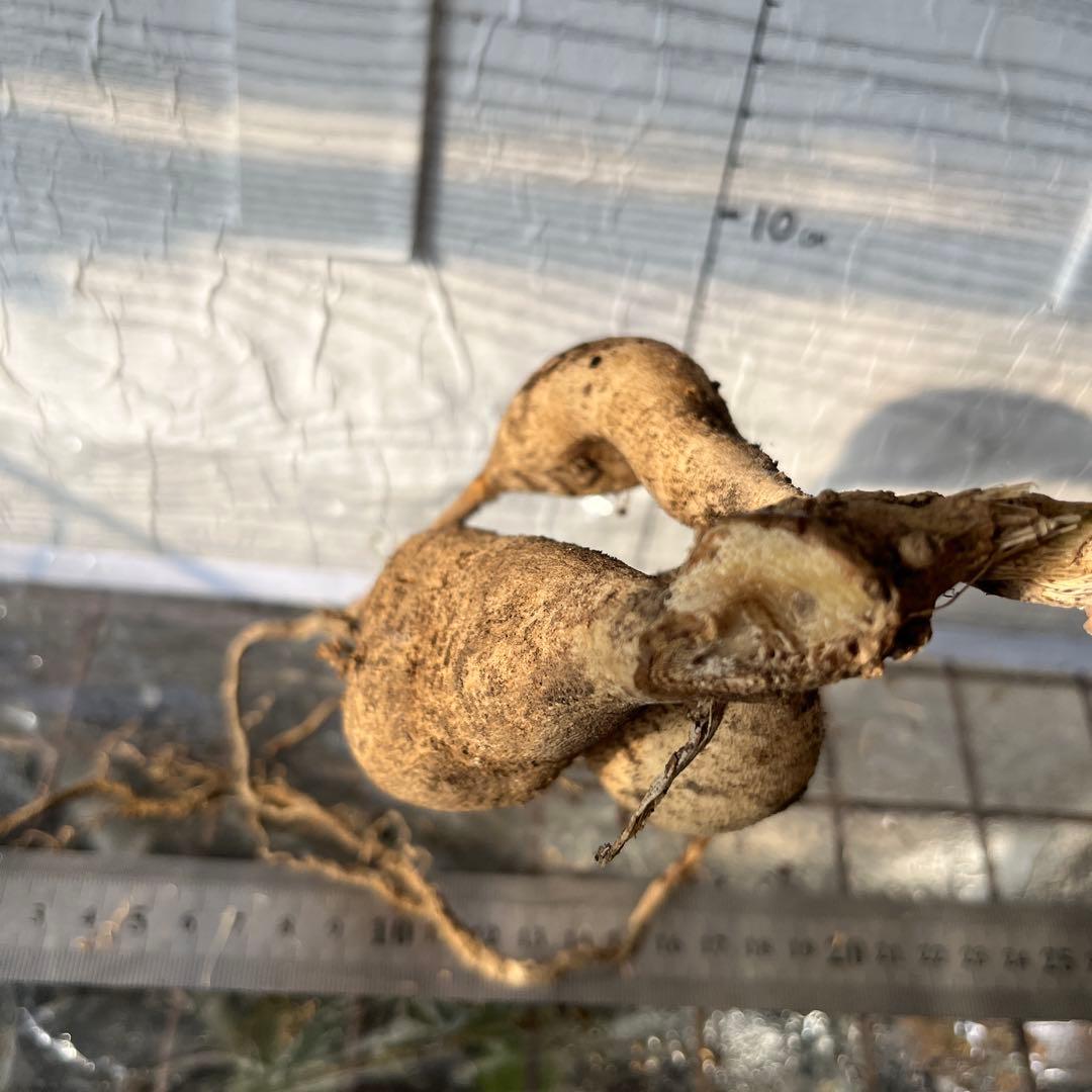 ダリア　球根(3)超レア　カフェ・○・レ