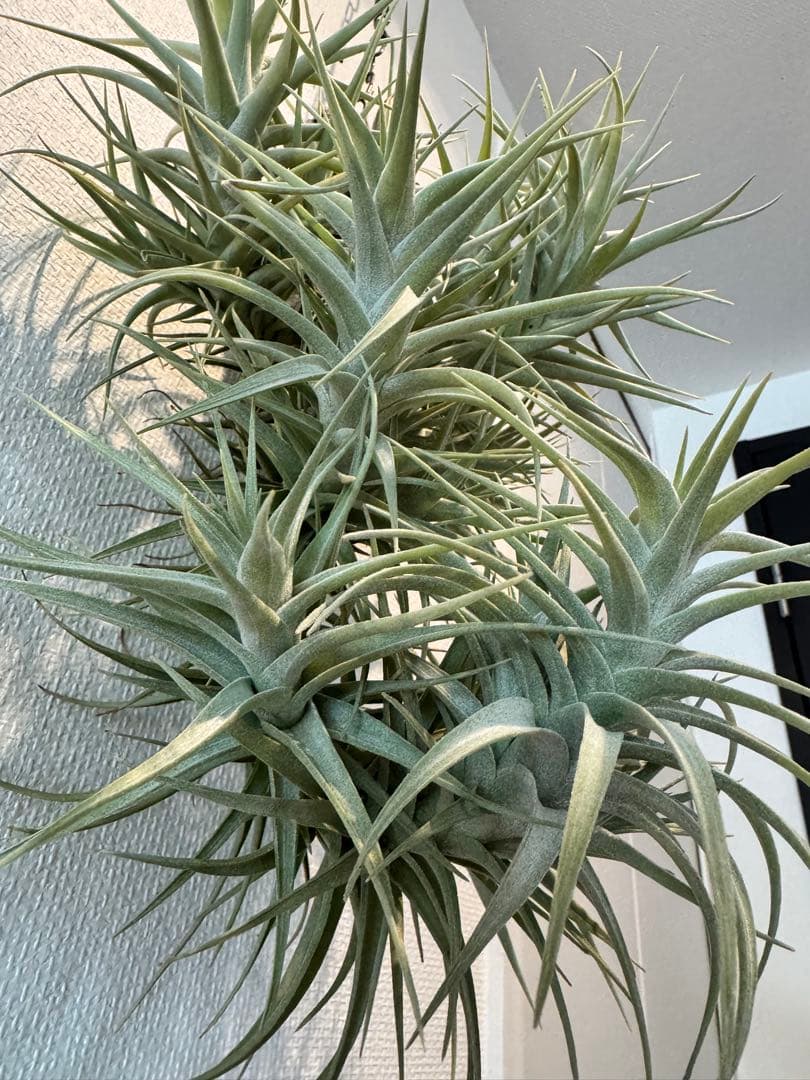 ベルゲリー　チランジア　コルク仕立て