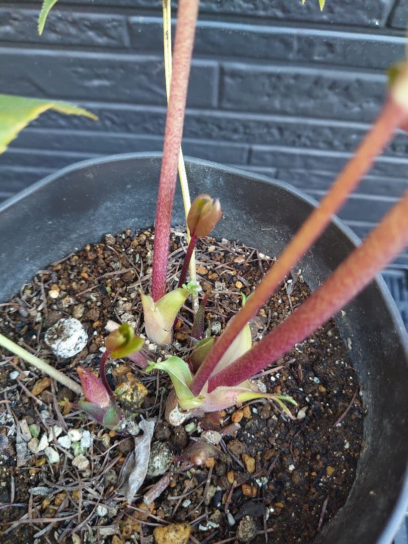 広瀬園芸　クリスマスローズ　Ａ