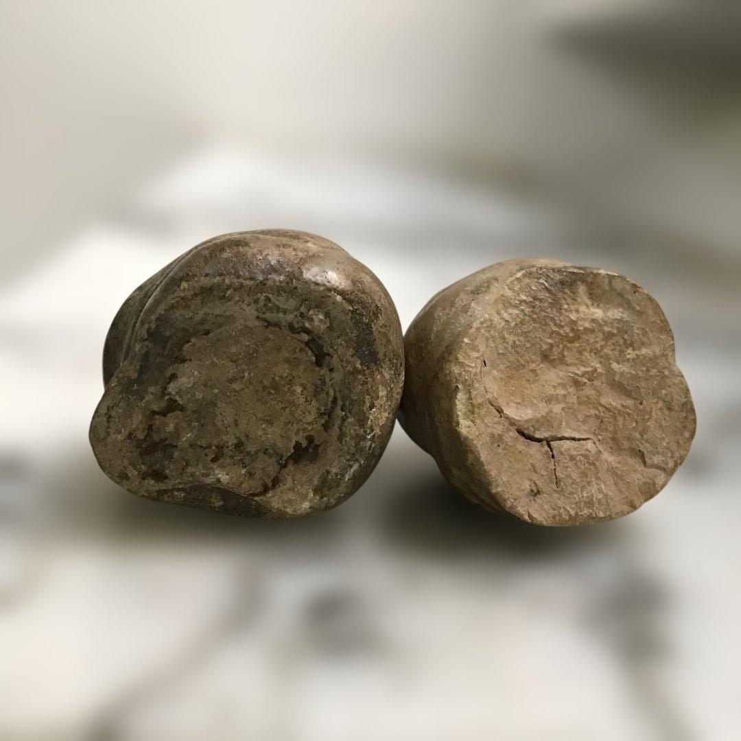恐竜の糞 化石
