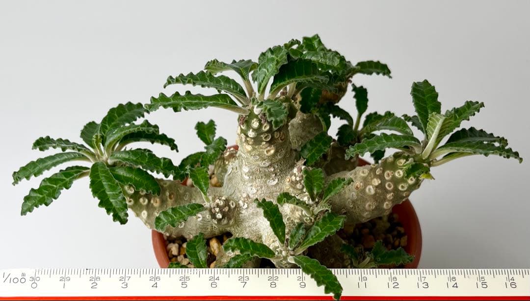 【レア/塊根植物】ドルステニア ラブラニー メス株（大株）鉢植え ②