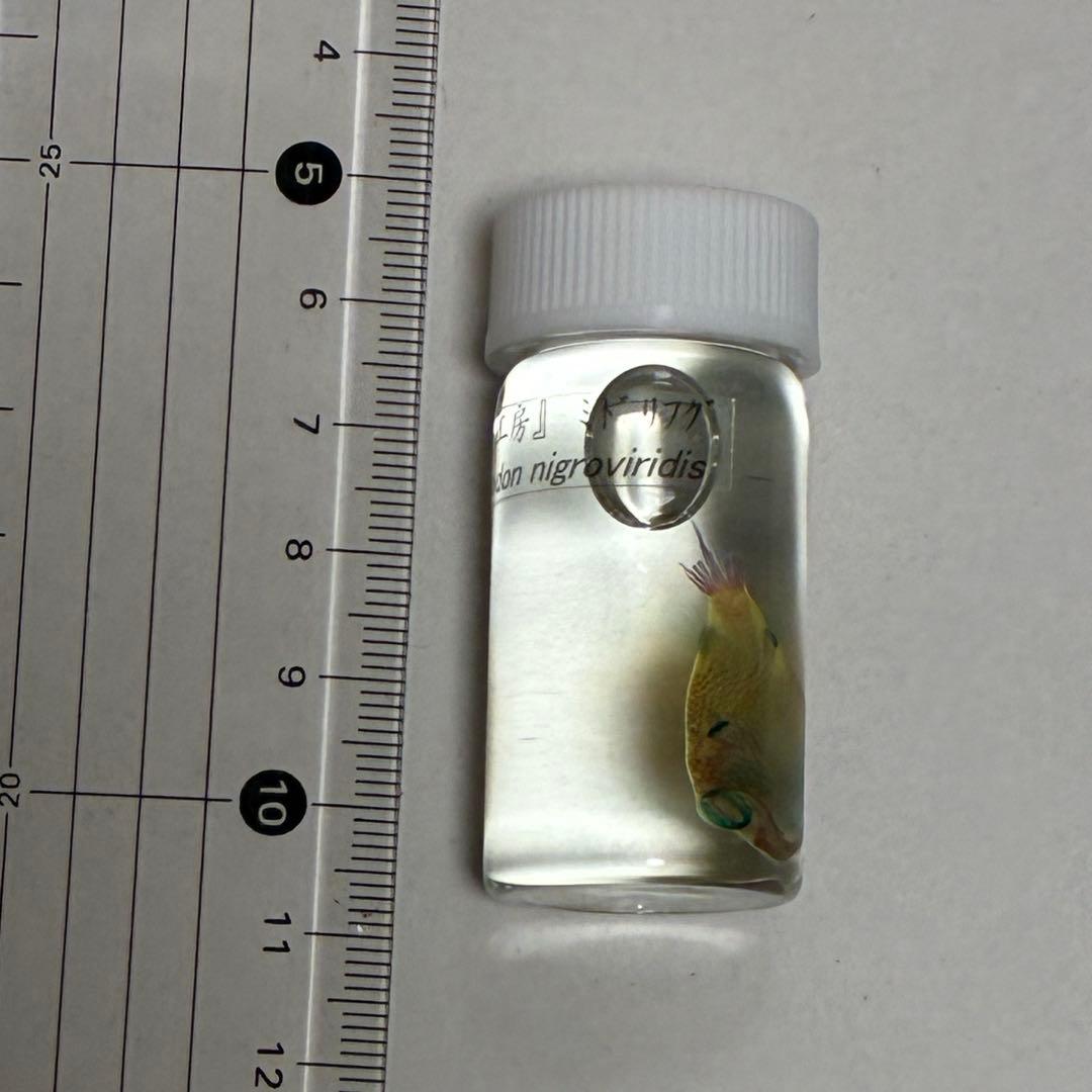 透明標本ボトル4種類 & キーホルダー