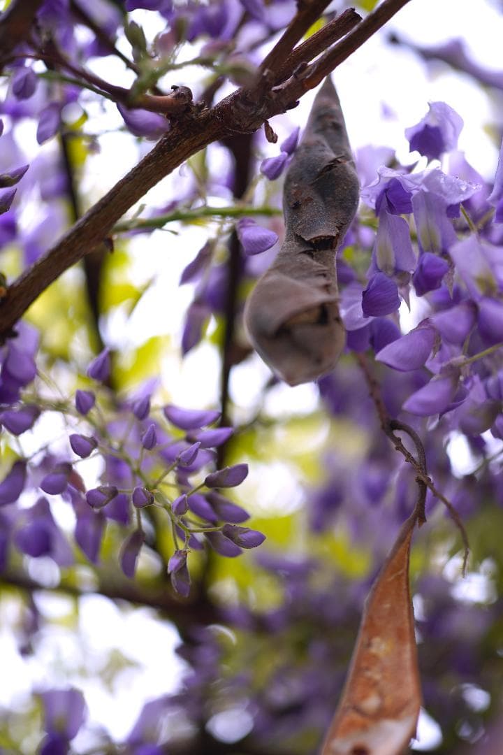 フィルムカメラ Carl Zeiss Makro-Planar 60mm F2.8 T*