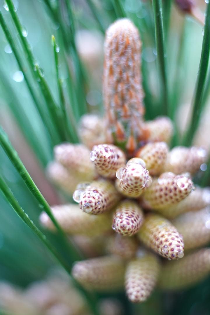 フィルムカメラ Carl Zeiss Makro-Planar 60mm F2.8 T*