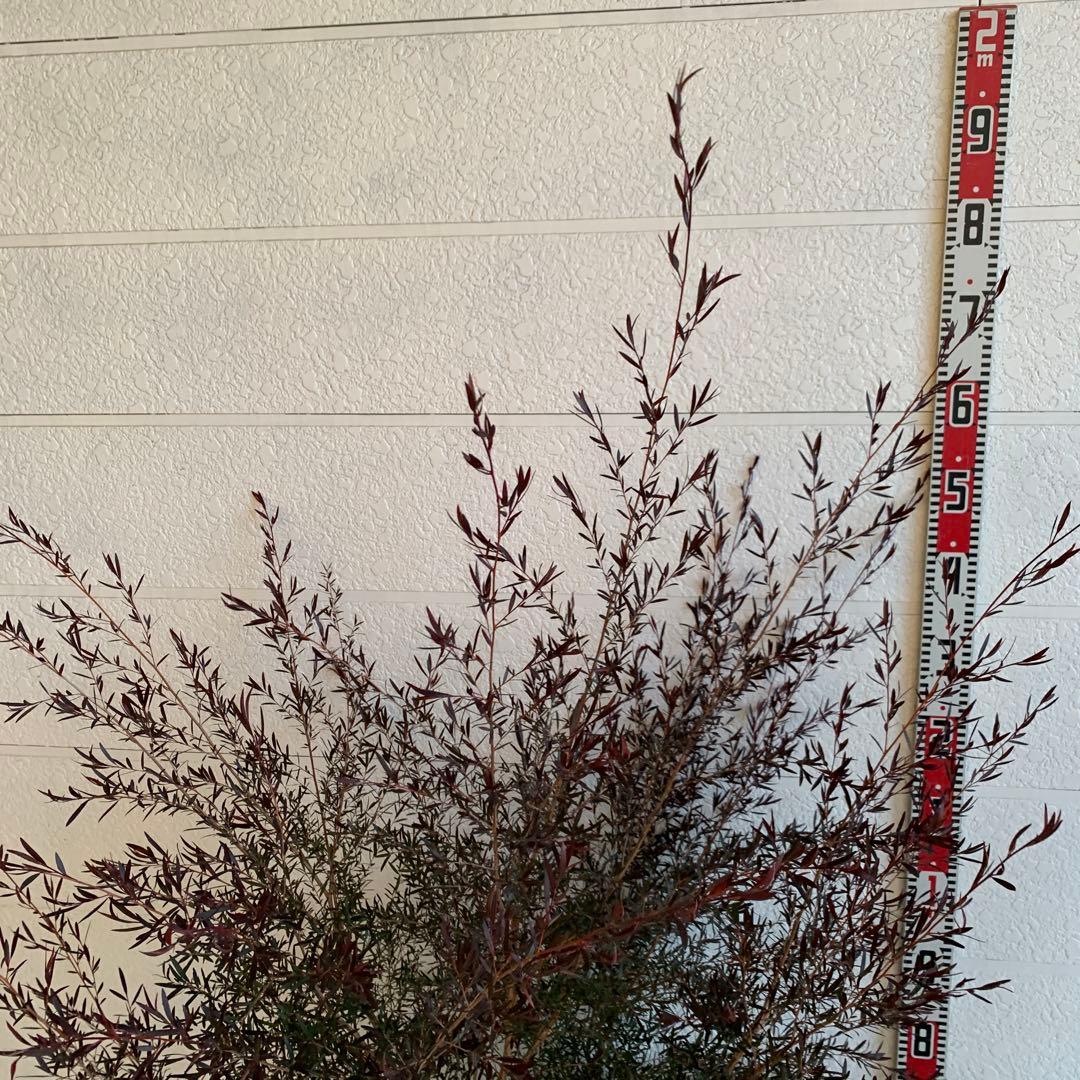 大株　メラレウカ　カッパーグロー　ティーツリー　ブラック　紅葉　銅葉　49