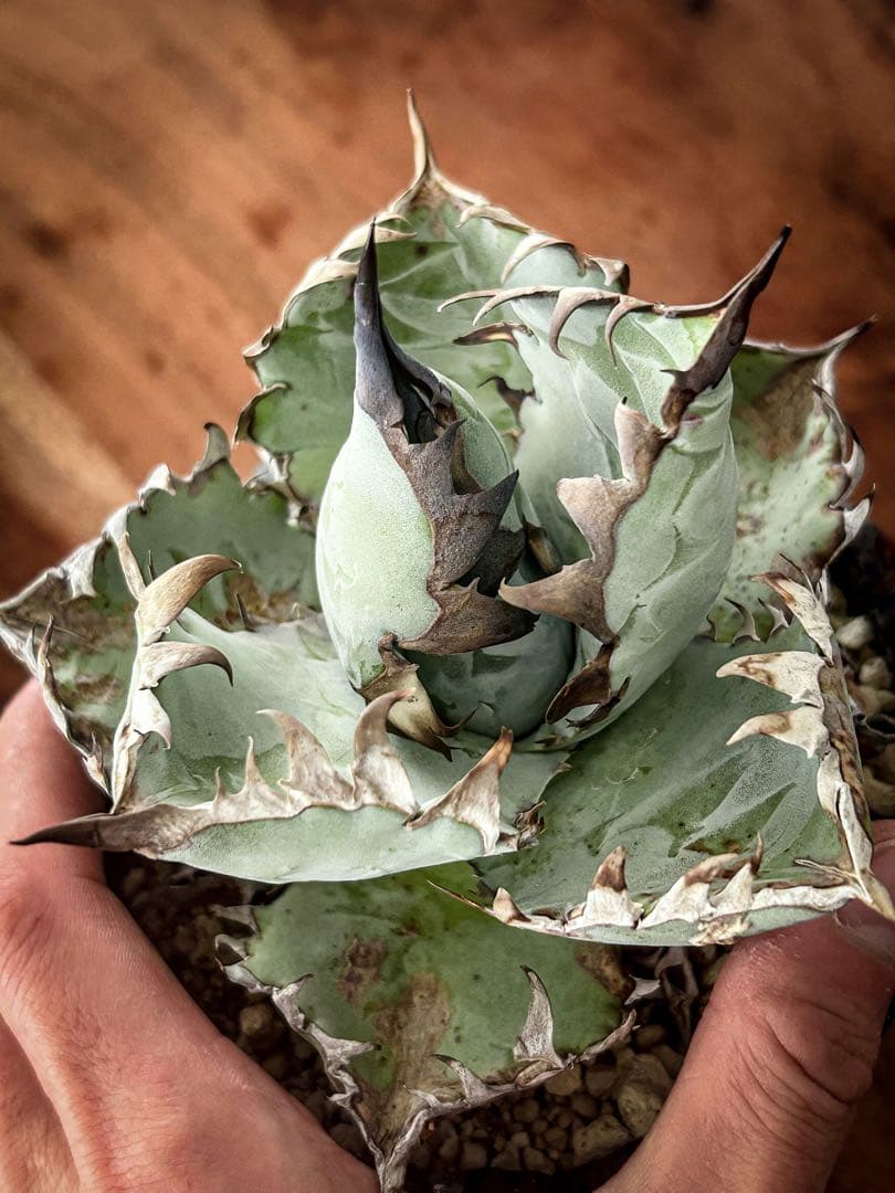 アガベ チタノタビースト　BEAST 自社オリジナルカット苗