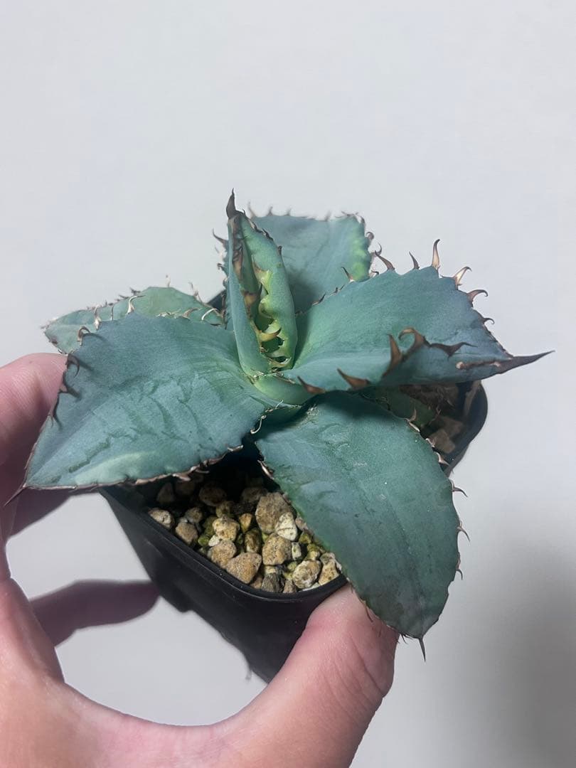 アガベ チタノタビースト　BEAST 自社オリジナルカット苗