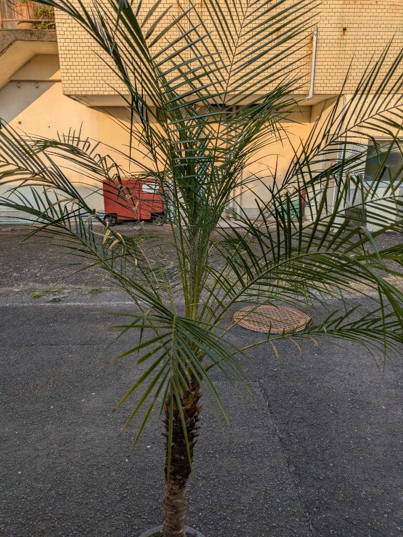 ヤシの木 観葉植物 フェニックスロベレニーキズあり