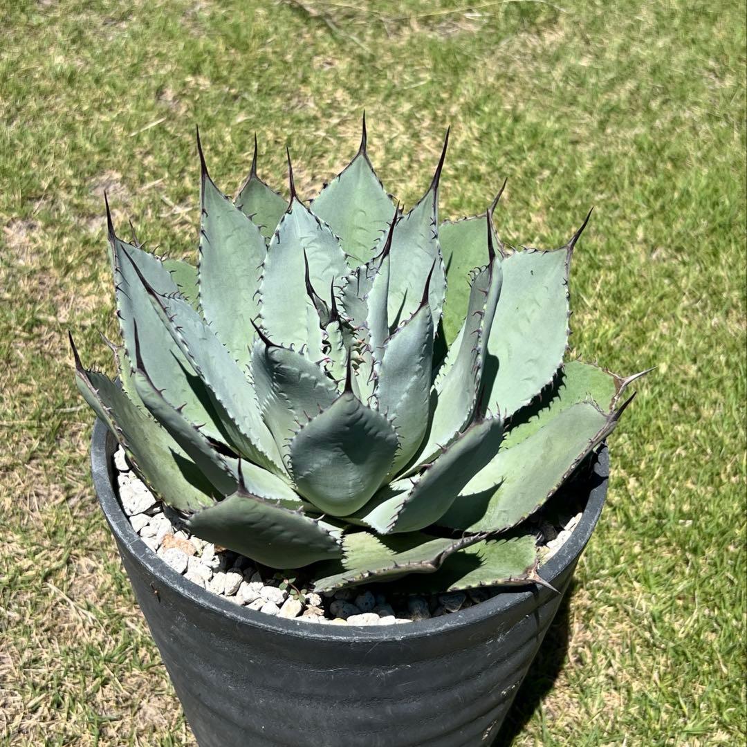 アガベ　パリー 吉祥天(姫吉祥天) 極上