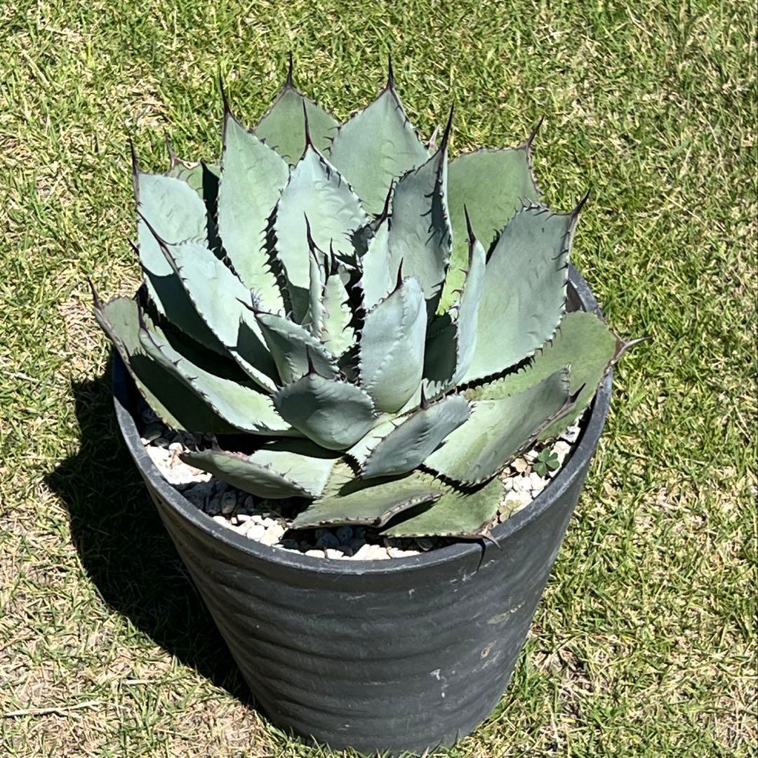 アガベ　パリー 吉祥天(姫吉祥天) 極上