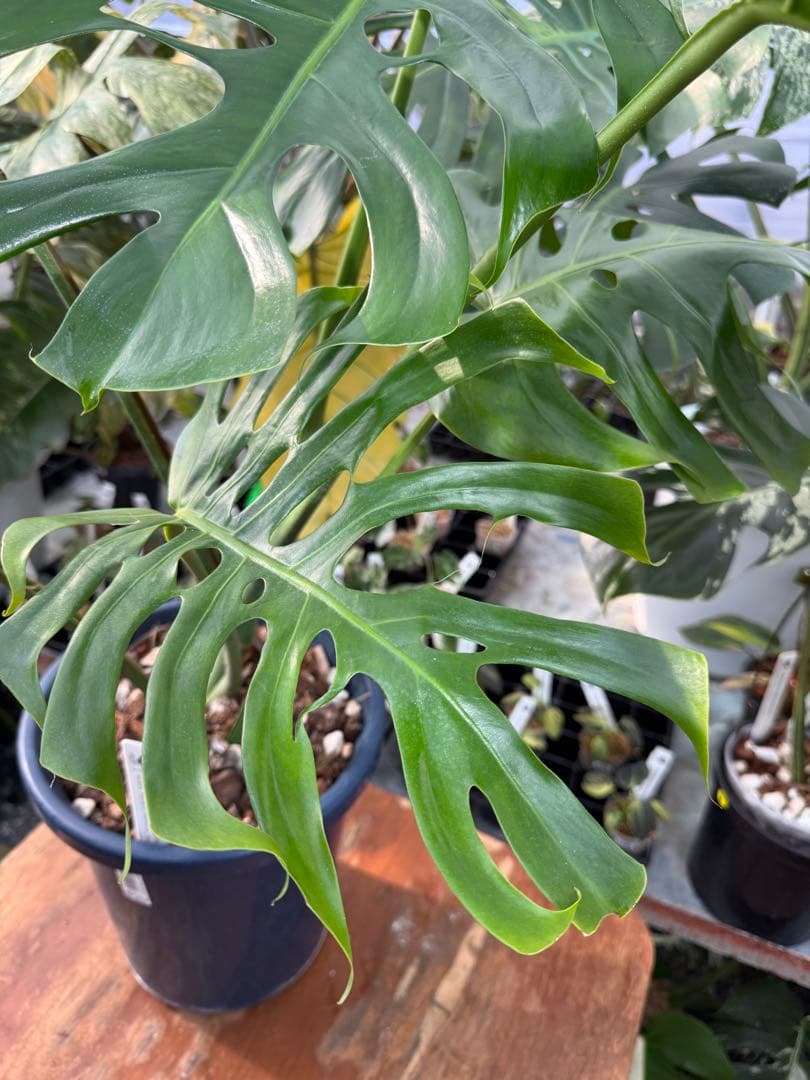 アラブフォーム \"エロンガータエ\" イーロンガーター　コンパクト　激レア