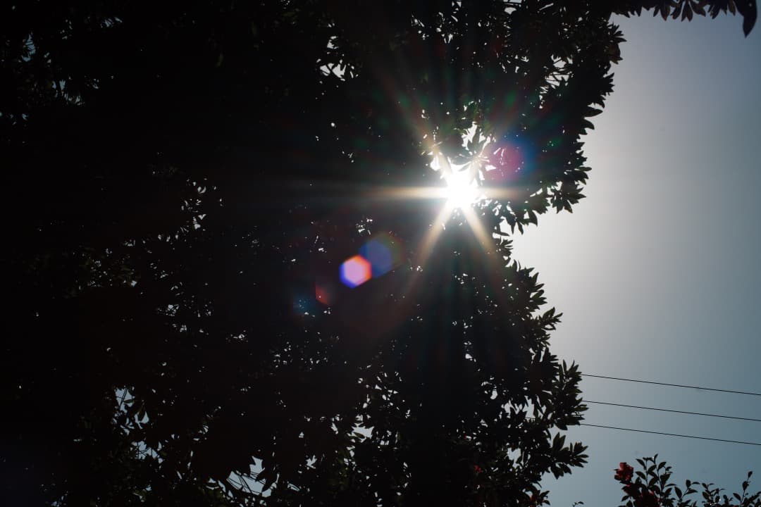 【極美品】Carl Zeiss Planar 50mm F1.4 AEJ 372