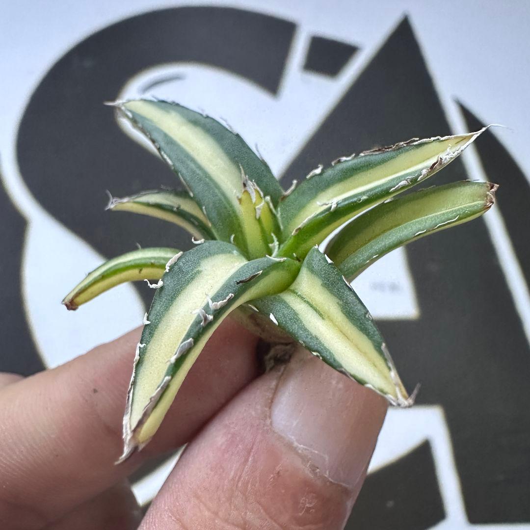 811【上澳園芸】アガベ ダルマ 姫笹の雪錦 中斑入り 稀少株