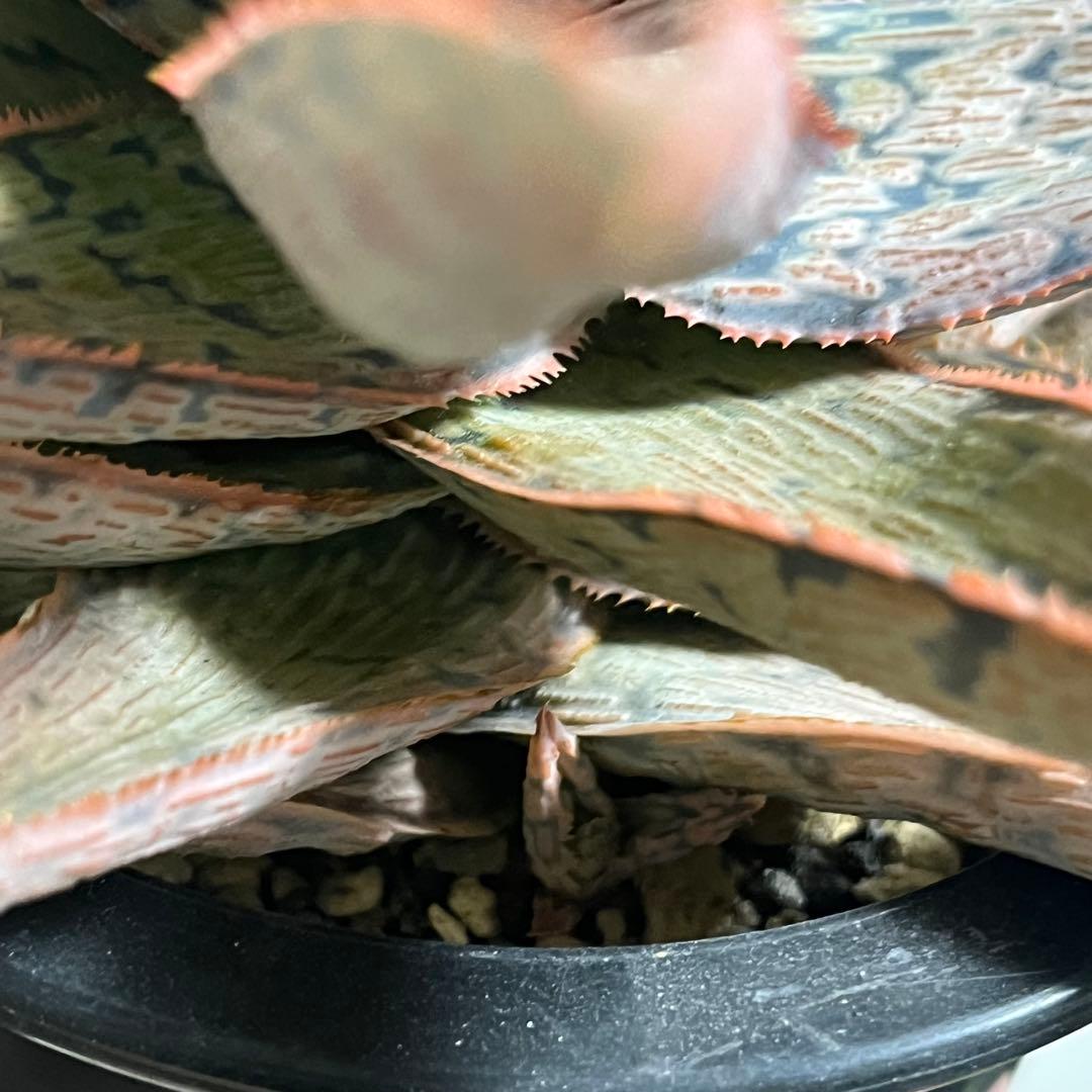 アロエ・TCT•ハイブリッド (Aloe TCT Hybrid)・大株