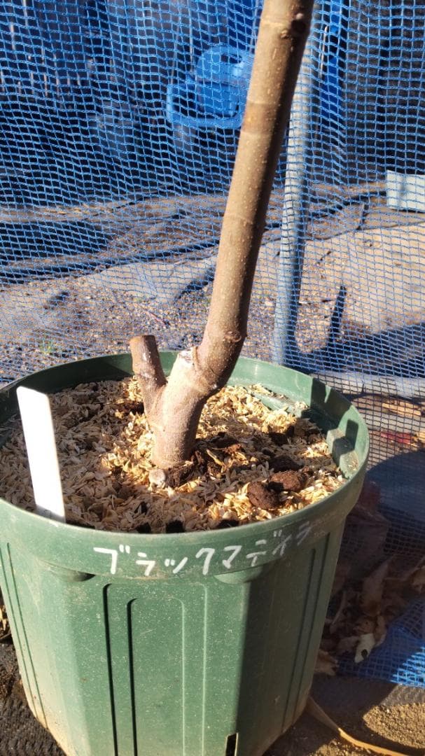 イチジク ブラックマデイラ 2年生8号鉢植えと穂木4本　 №2