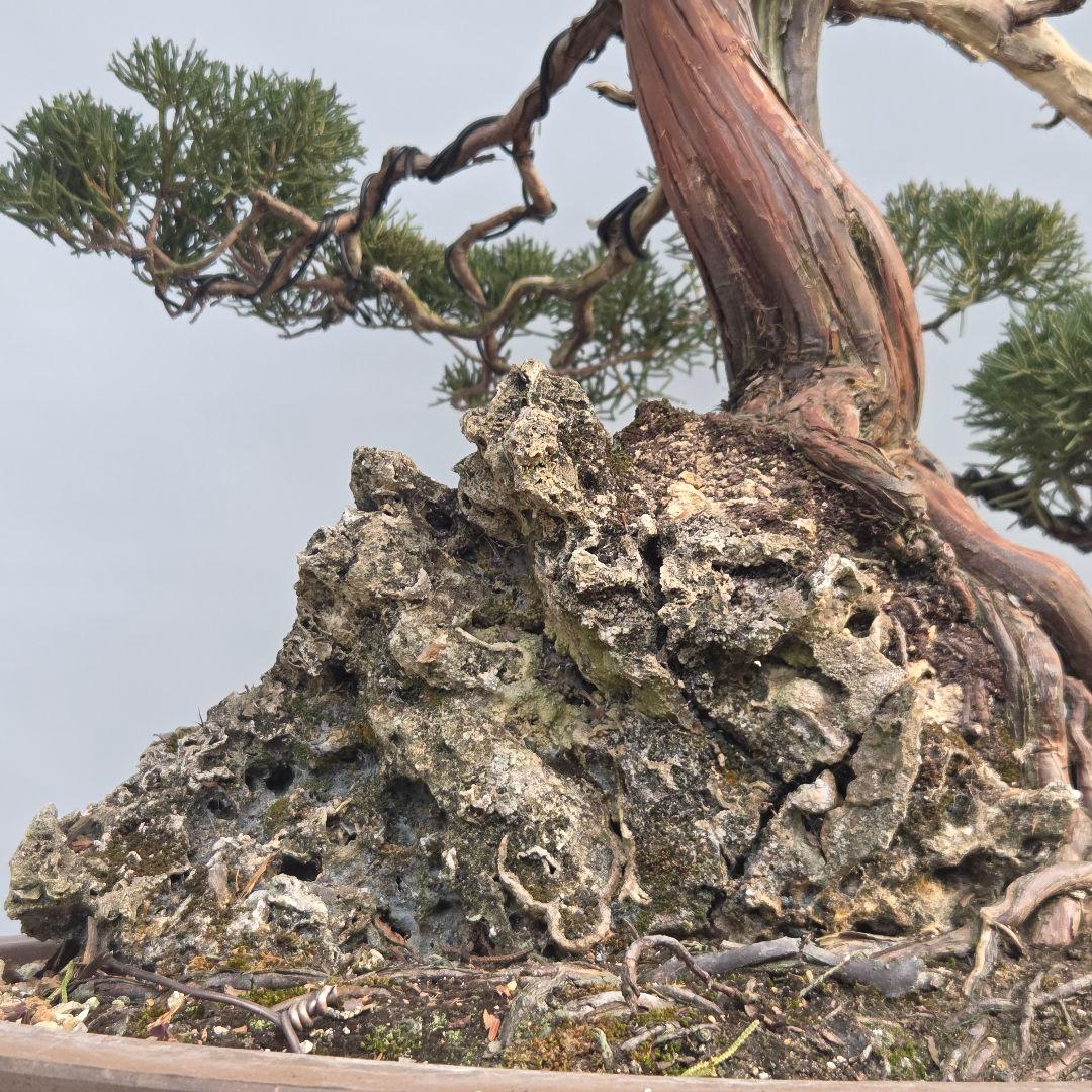 真柏　[石付き模様木]　大品盆栽