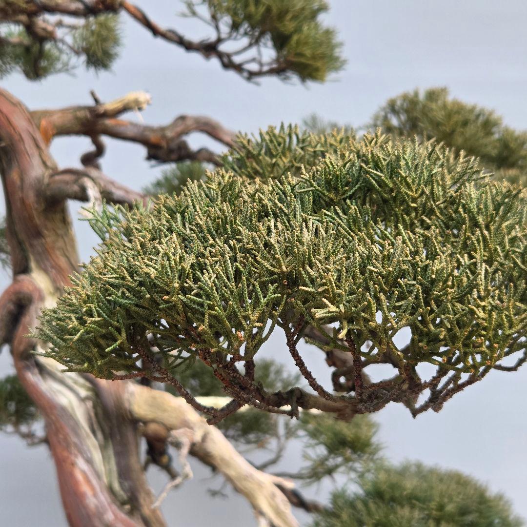 真柏　[石付き模様木]　大品盆栽