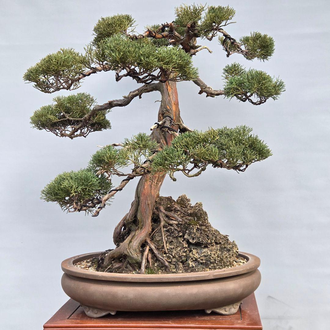 真柏　[石付き模様木]　大品盆栽